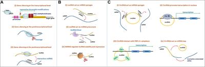 The Role of Non-coding RNAs in Alzheimer’s Disease: From Regulated Mechanism to Therapeutic Targets and Diagnostic Biomarkers